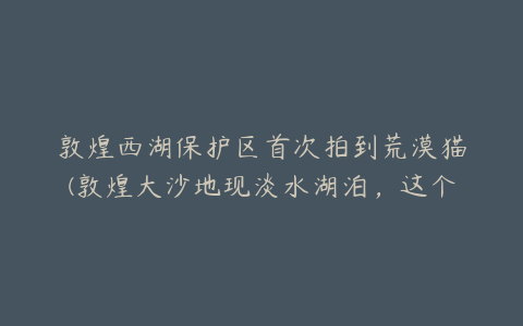 敦煌西湖保护区首次拍到荒漠猫(敦煌大沙地现淡水湖泊，这个淡水湖泊是怎么形成的？)